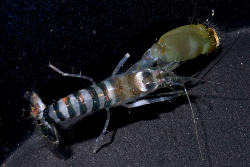 Image of green-banded snapping shrimp