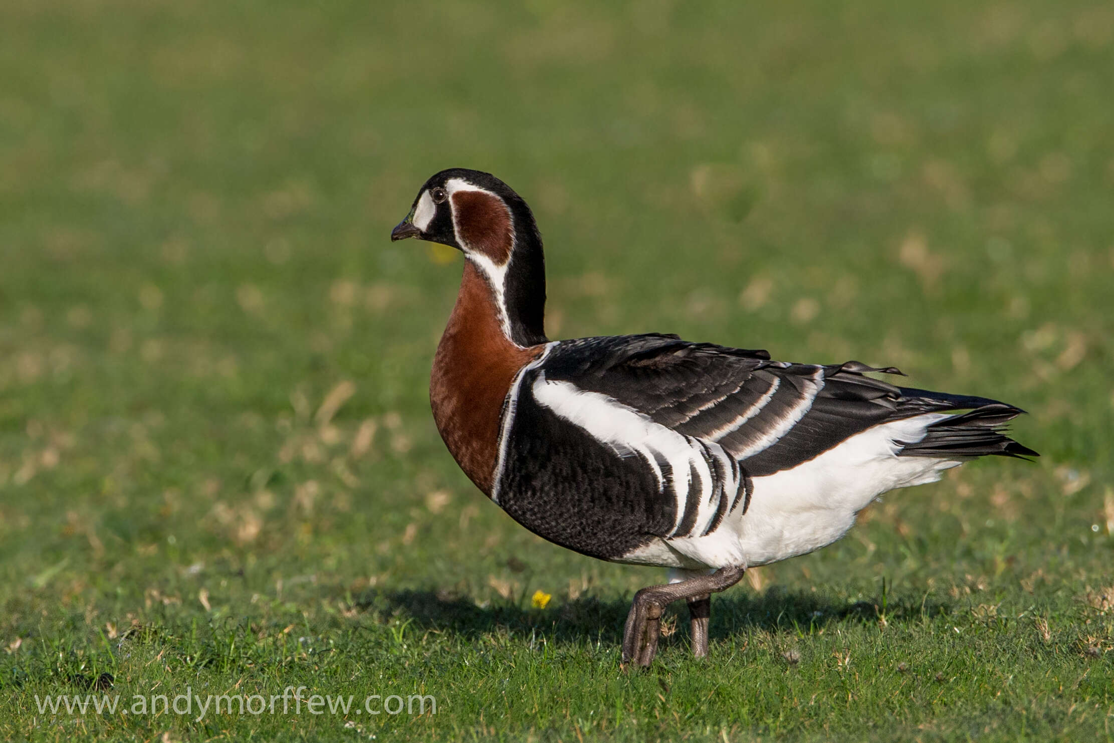 Image of Red-breasted Goose