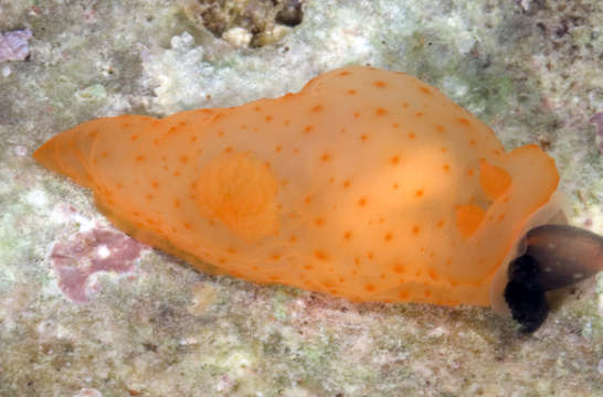 Image of Gymnodoris inornata (Bergh 1880)