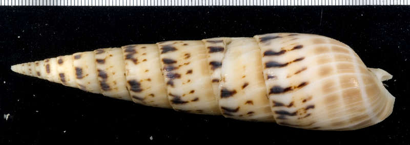 Image of <i>Terebra maculata</i>