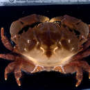 Image of Reef crab