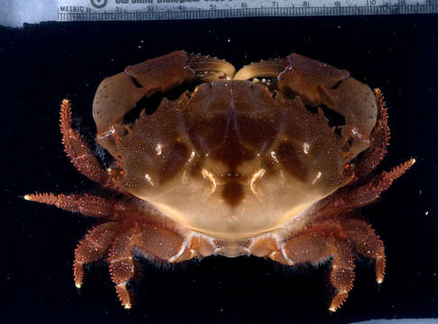 Image of Reef crab