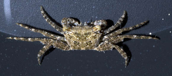 Image of Metopograpsus H. Milne Edwards 1853