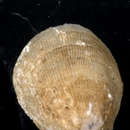 Image of <i>Cheilea hipponyciformis</i>