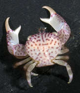 Image of Trapezia speciosa Dana 1852