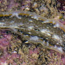 Image of Pseudoceros stimpsoni Newman & Cannon 1998