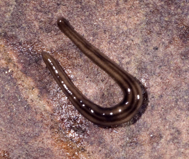 Image of Euneoophora