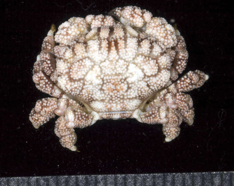 Слика од <i>Pseudoliomera speciosa</i>