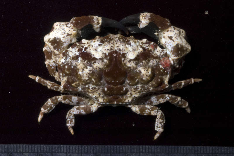 Image de Xanthoidea MacLeay 1838