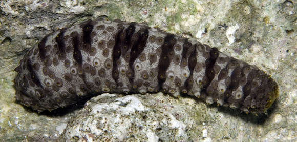 Image de Thymiosycia