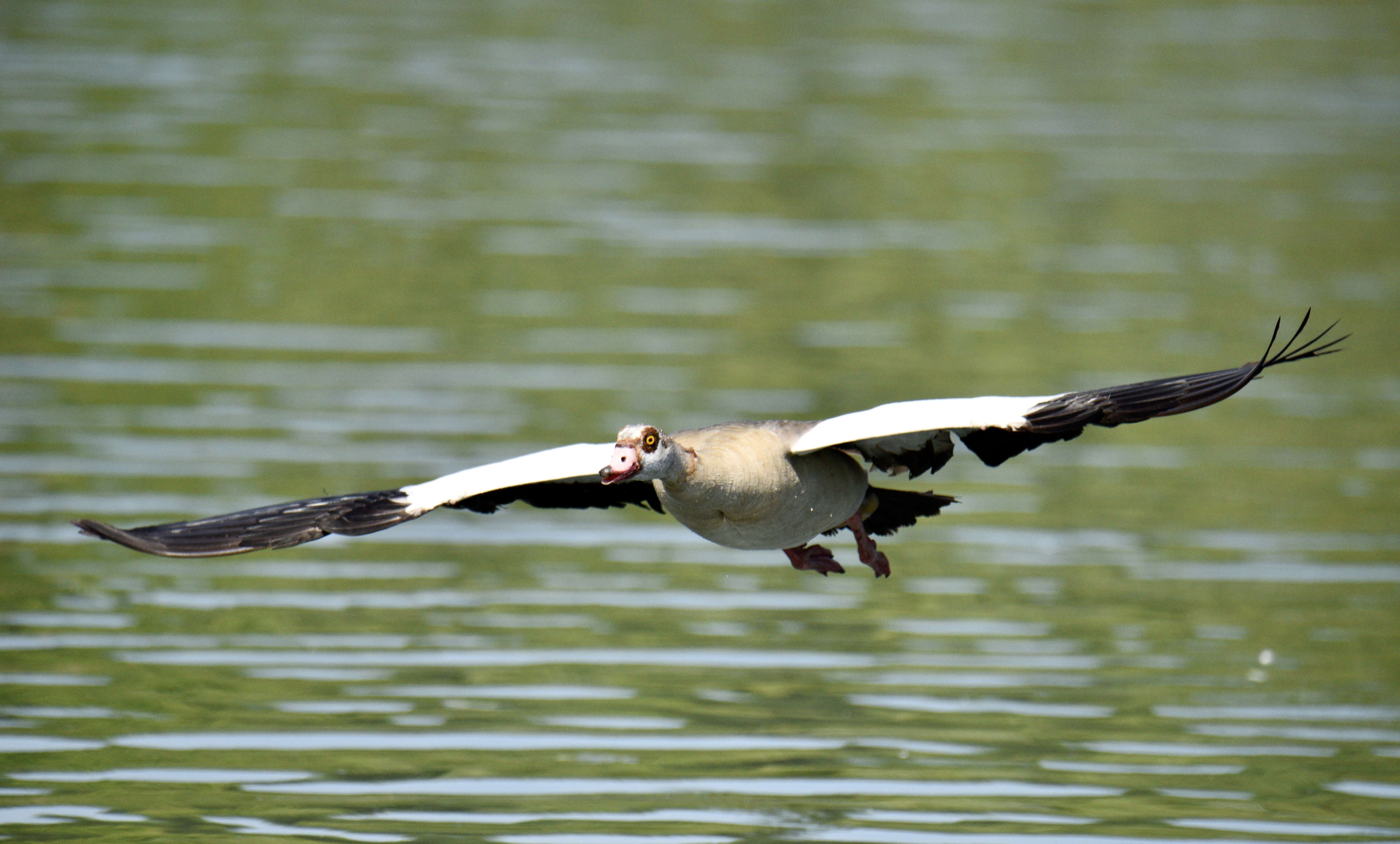 Image of Egyptian Goose