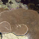 Image of serpent coral