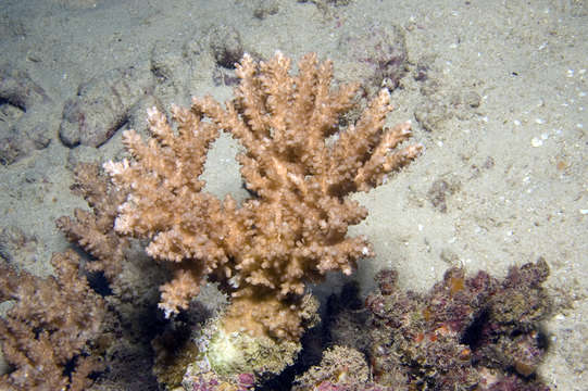 Image of staghorn corals