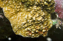 Image of hard coral