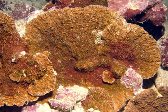 Image of hard coral