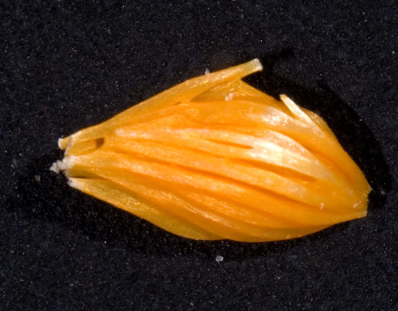 Image of Clathrinidae Minchin 1900