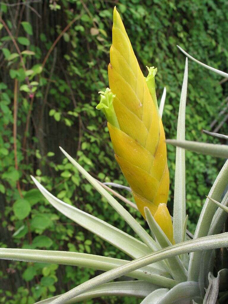 Image of Tillandsia lotteae H. Hrom. ex Rauh