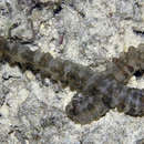 Image of Conspicuous Sea Cucumber