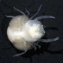 Image of coral gall crab