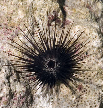 Image de Echinostrephus A. Agassiz 1863