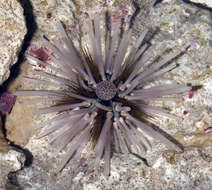 Image of Acroechinoidea Smith 1981