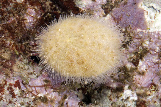 Image of heart urchins