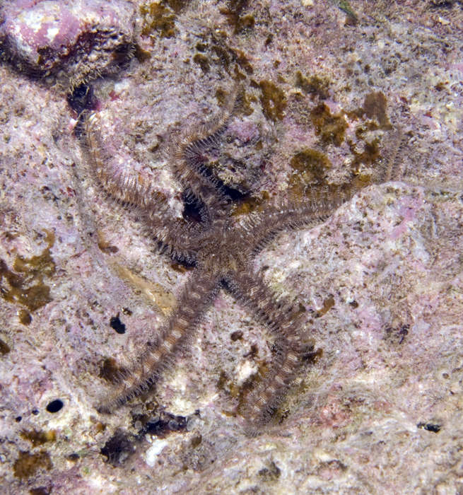 Image of Ophiomastix stenozonula Devaney 1974