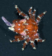 Image of <i>Menaethius orientalis</i>