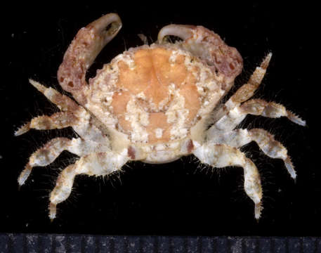 Image of <i>Etisus demani</i>