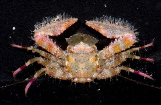 Image of squat lobsters