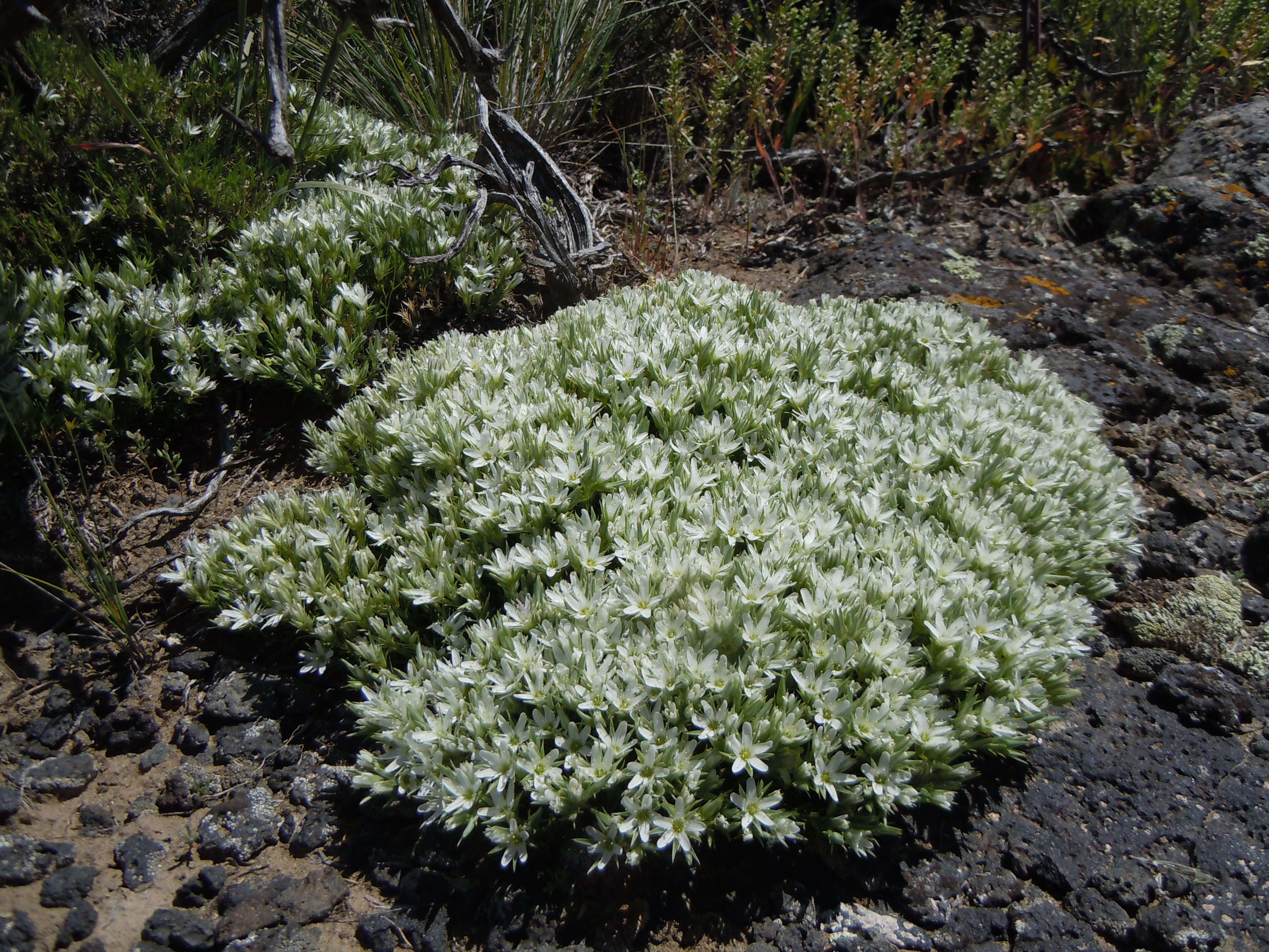 Image of Franklin's sandwort