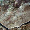 Image of pore coral