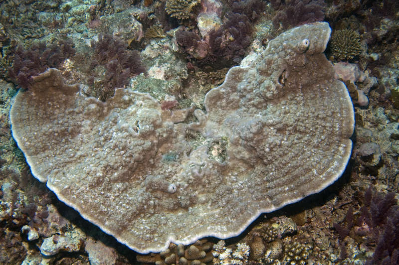 Plancia ëd Montipora caliculata (Dana 1846)