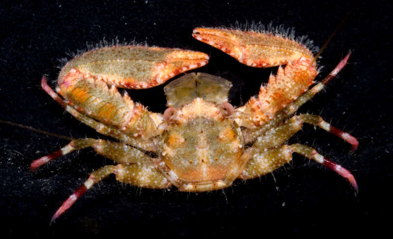 Image of squat lobsters