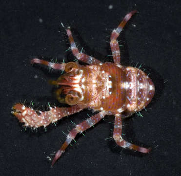 Image of <i>Sadayoshia edwardsii</i>