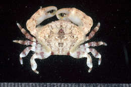 Image of Pale Pebble Crab