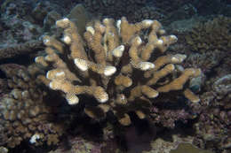 Image of cauliflower coral
