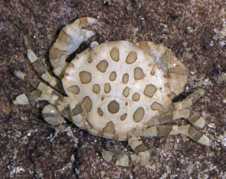 Image of Lissocarcinus