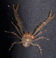 Image of <i>Galathea tongi</i>
