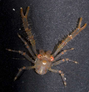 Image of <i>Galathea tongi</i>