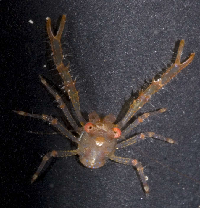 Image of <i>Galathea tongi</i>