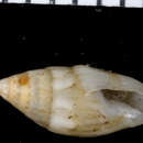 Image of Graphicomassa margarita (Reeve 1859)