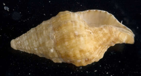 Image of Fasciolariinae Gray 1853