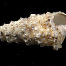 Image of knobbled horn shell