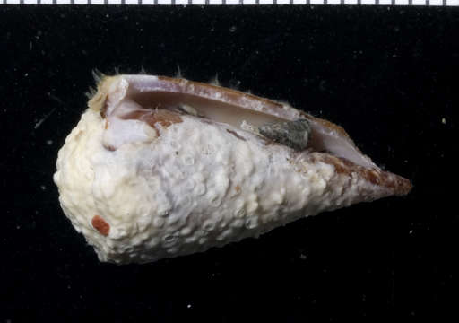 Image of cone snails