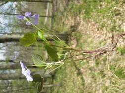 Image of common dog-violet