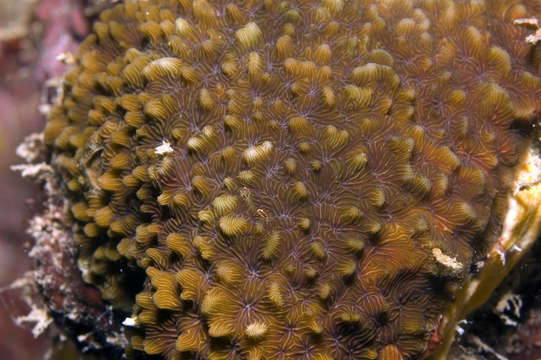 Image of lettuce coral