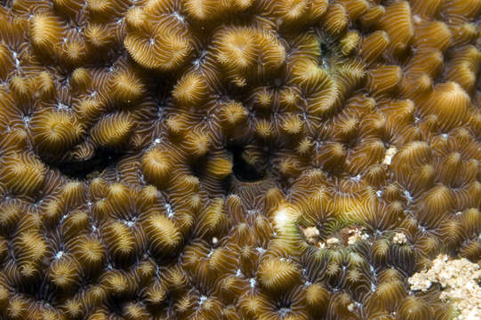 Image of lettuce coral