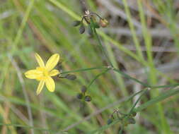 Image of Tricoryne elatior R. Br.