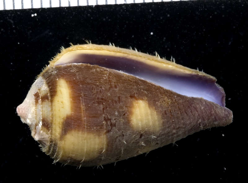 Image of cone snails